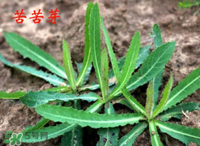 苦苦菜怎么腌制？怎樣腌制苦苦菜？
