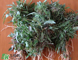 苦菜根能吃嗎？苦菜根的功效與作用