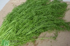 茴香包餃子用焯水嗎？茴香做餡需要焯水嗎