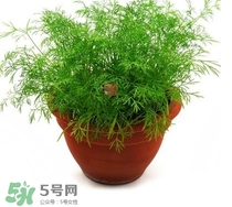 茴香菜什么時(shí)候種？茴香菜什么季節(jié)吃