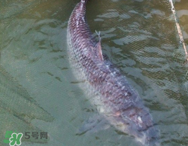 端午節(jié)好釣魚(yú)嗎?？端午節(jié)可以釣魚(yú)嗎？