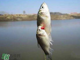 端午節(jié)好釣魚(yú)嗎?？端午節(jié)可以釣魚(yú)嗎？