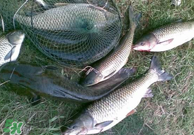 端午節(jié)好釣魚(yú)嗎?？端午節(jié)可以釣魚(yú)嗎？