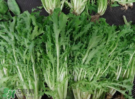 苦菜和羊肉能一起吃嗎？苦菜能和羊肉一起吃嗎？