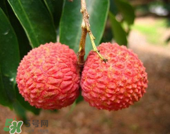 荔枝一天吃多少合適？荔枝一天最多吃幾個(gè)？