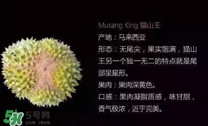 金枕頭和貓山王哪個好？金枕頭和貓山王的區(qū)別