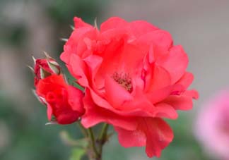 小滿開(kāi)什么花？小滿節(jié)氣開(kāi)的植物
