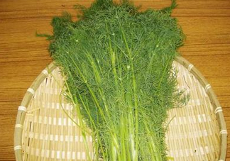 茴香菜什么時(shí)候種？茴香菜什么季節(jié)吃