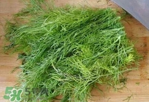 茴香菜是什么菜？茴香菜是香菜嗎