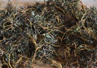 苦菜可以曬干嗎？苦菜怎么曬干？
