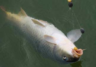 端午節(jié)好釣魚(yú)嗎?？端午節(jié)可以釣魚(yú)嗎？