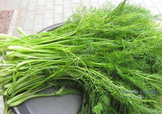茴香菜是酸性還是堿性？什么人不能吃茴香菜