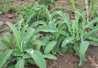 苦菜多少錢一斤？苦菜多少錢一斤2017？