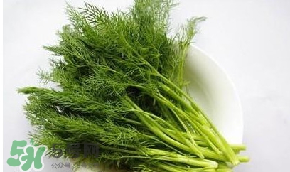 茴香菜怎么做好吃？茴香菜怎么炒好吃