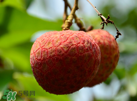 掛綠荔枝為什么那么貴？為什么掛綠荔枝這么貴？
