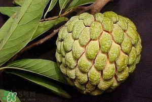 釋迦果怎樣催熟？釋迦果怎么判斷熟沒熟？