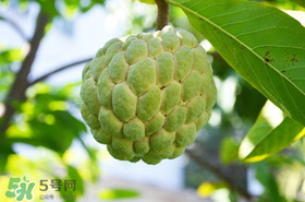 釋迦果怎么保存？釋迦怎么保存時(shí)間長(zhǎng)？