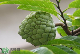 釋迦果怎么保存？釋迦怎么保存時(shí)間長(zhǎng)？