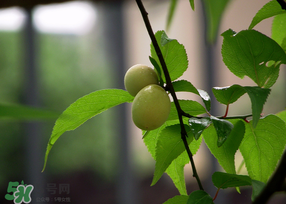 哪些人不能吃青梅？青梅的禁忌