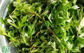 艾葉是什么植物？艾葉和艾草是一回事嗎？