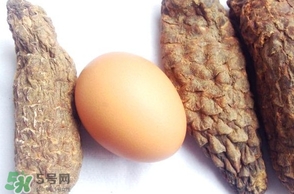 肉蓯蓉怎么吃壯陽(yáng)？哪些人不能吃肉蓯蓉