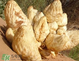 肉叢蓉怎么吃補腎？肉蓯蓉的食用方法