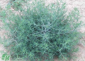 豬毛菜怎么做好吃？豬毛菜怎么吃好吃