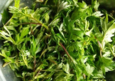 艾葉是什么植物？艾葉和艾草是一回事嗎？