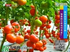 如何分辨催熟西紅柿？西紅柿怎么去除農(nóng)藥殘渣？