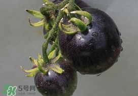 黑番茄能生吃嗎？黑番茄可以生吃嗎