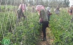 黑番茄怎么種植？黑番茄種植技術(shù)