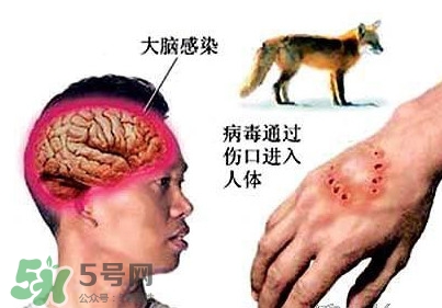 狂犬病是通過什么傳播的？狂犬病傳播途徑有哪些