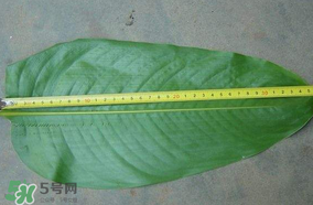 粽子葉要泡多久？粽子葉怎么泡？