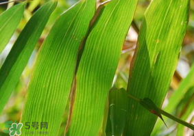 粽子葉要泡多久？粽子葉怎么泡？
