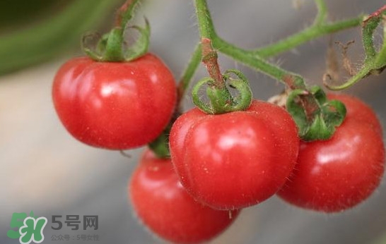 西紅柿能和土豆一起吃嗎？土豆可以和西紅柿一起吃嗎