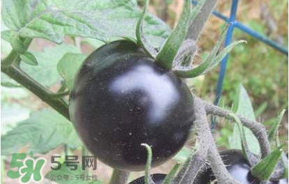黑番茄怎么種植？黑番茄種植技術(shù)