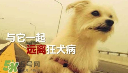 狂犬病能治好嗎？狂犬病的早期癥狀