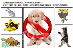 狂犬病是通過什么傳播的？狂犬病傳播途徑有哪些