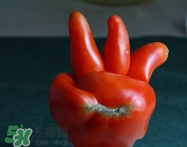 西紅柿不能和什么一起吃？西紅柿與哪些食物相克