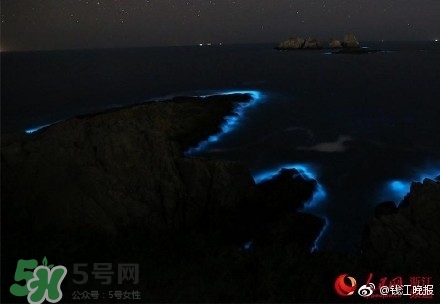 浙江多地驚現(xiàn)藍眼淚現(xiàn)象 藍眼淚是什么？