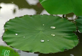 粽葉可以用什么代替？粽子葉可以用什么代替？