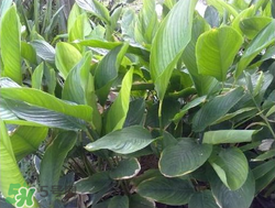 粽子葉能冷凍嗎？粽子葉放冰箱冷藏還是冷凍？