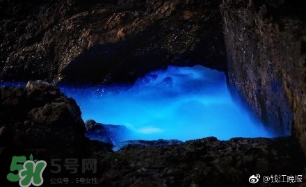 浙江多地驚現(xiàn)藍眼淚現(xiàn)象 藍眼淚是什么？