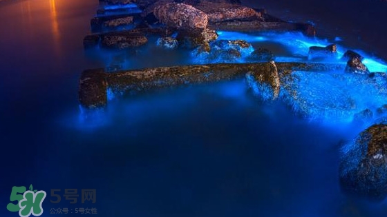 浙江多地驚現(xiàn)藍眼淚現(xiàn)象 藍眼淚是什么？
