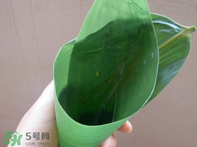 粽葉是什么植物的葉子？粽子葉是什么葉子？
