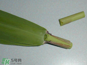 粽葉是蘆葦葉嗎？粽葉和蘆葦葉的區(qū)別
