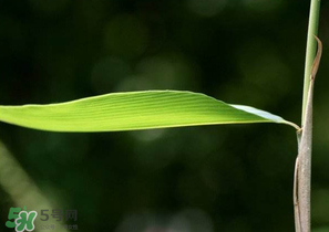 箬葉和粽葉有什么區(qū)別？箬葉是粽葉嗎？