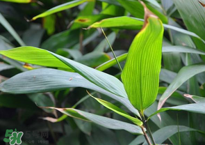 箬葉和粽葉有什么區(qū)別？箬葉是粽葉嗎？