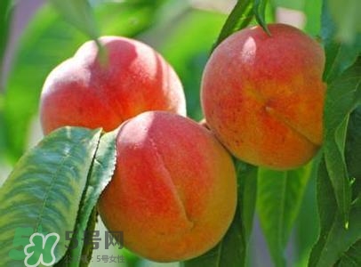 孕婦能吃桃子嗎？孕婦吃桃子對(duì)胎兒好嗎？