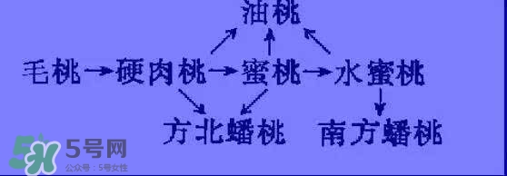 沒(méi)有毛的桃子叫什么？桃子毛為什么會(huì)癢？